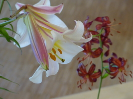 Foto: Dr. Peter Müller